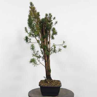 Vonkajší bonsai - Taxus cuspidata - Tis japonský - 3