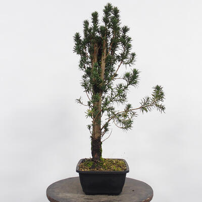 Vonkajší bonsai - Taxus cuspidata - Tis japonský - 3