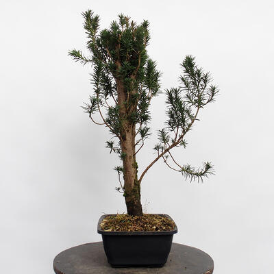 Vonkajší bonsai - Taxus cuspidata - Tis japonský - 3