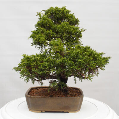 Vonkajší bonsai - Juniperus chinensis Itoigawa -Jalovec čínsky - 3