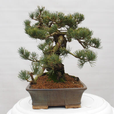 Vonkajšie bonsai - Pinus parviflora - Borovica drobnokvetá - 3