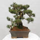 Vonkajšie bonsai - Pinus parviflora - Borovica drobnokvetá - 3/5