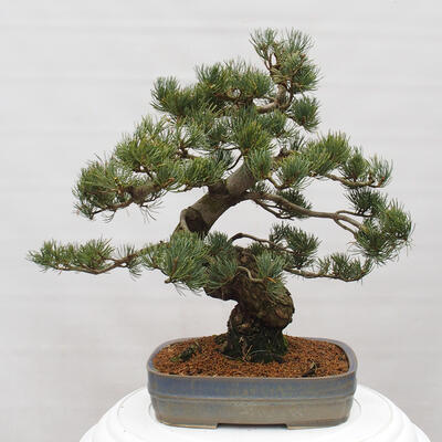 Vonkajšie bonsai - Pinus parviflora - Borovica drobnokvetá - 3