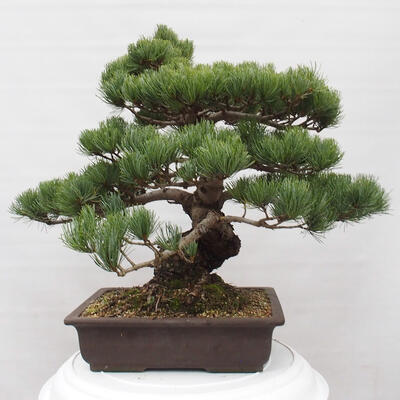 Vonkajšie bonsai - Pinus parviflora - Borovica drobnokvetá - 3