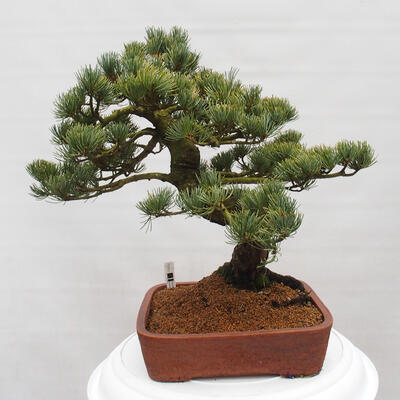 Vonkajšie bonsai - Pinus parviflora - Borovica drobnokvetá - 3