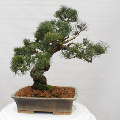 Vonkajšie bonsai - Pinus parviflora - Borovica drobnokvetá - 3