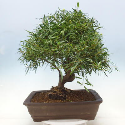 Izbová bonsai - Ficus nerifolia - malolistý fikus - 3