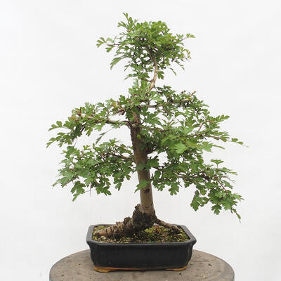 Vonkajší bonsai - Hloh - Crataegus monogyna - 3
