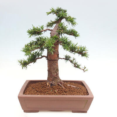 Vonkajší bonsai - Taxus cuspidata - Tis japonský - 3