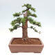 Vonkajší bonsai - Taxus cuspidata - Tis japonský - 3/6