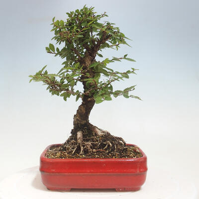 Vonkajšie bonsai - Zelkova - Zelkova Nirom - 3