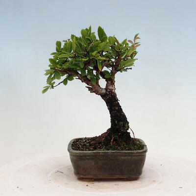 Vonkajšie bonsai - Zelkova - Zelkova NIRE - 3