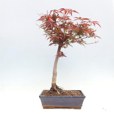 Vonkajší bonsai - Javor dlanitolistý - Acer palmatum RED PYGMY - 3