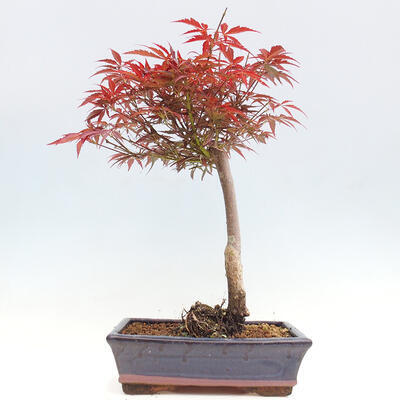 Vonkajší bonsai - Javor dlanitolistý - Acer palmatum RED PYGMY - 3