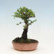 Vonkajšie bonsai - Zelkova - Zelkova NIRE - 3/5