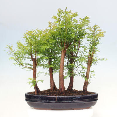 Vonkajšie bonsai - Metasequoia glyptostroboides - Metasekvoja čínska - 3