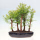 Vonkajšie bonsai - Metasequoia glyptostroboides - Metasekvoja čínska - 3/6