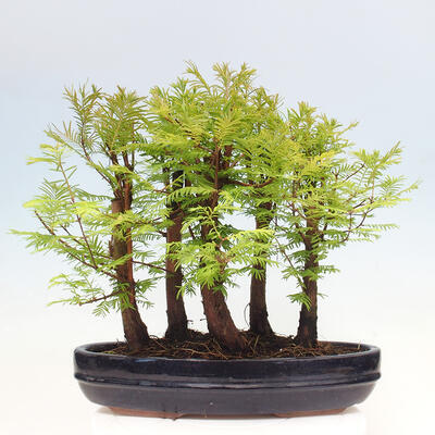 Vonkajšie bonsai - Metasequoia glyptostroboides - Metasekvoja čínska - 3