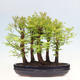 Vonkajšie bonsai - Metasequoia glyptostroboides - Metasekvoja čínska - 3/6