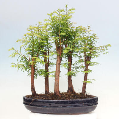 Vonkajšie bonsai - Metasequoia glyptostroboides - Metasekvoja čínska - 3