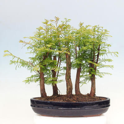 Vonkajšie bonsai - Metasequoia glyptostroboides - Metasekvoja čínska - 3