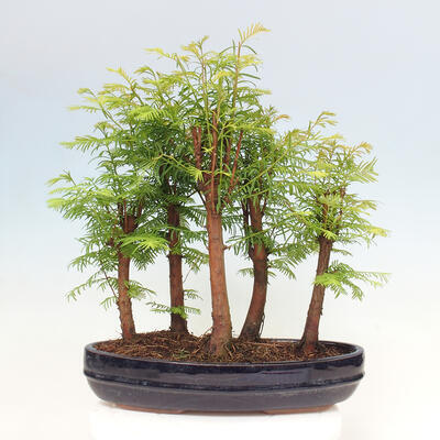 Vonkajšie bonsai - Metasequoia glyptostroboides - Metasekvoja čínska - 3