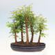 Vonkajšie bonsai - Metasequoia glyptostroboides - Metasekvoja čínska - 3/6