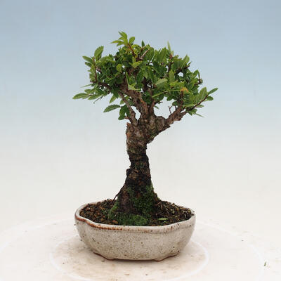 Vonkajšie bonsai - Zelkova - Zelkova NIRE - 3