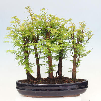 Vonkajšie bonsai - Metasequoia glyptostroboides - Metasekvoja čínska - 3