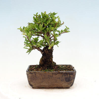 Vonkajšie bonsai - Zelkova - Zelkova NIRE - 3