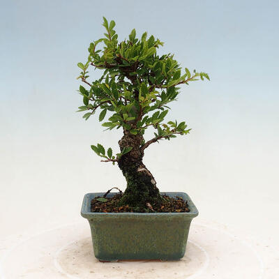 Vonkajšie bonsai - Zelkova - Zelkova NIRE - 3