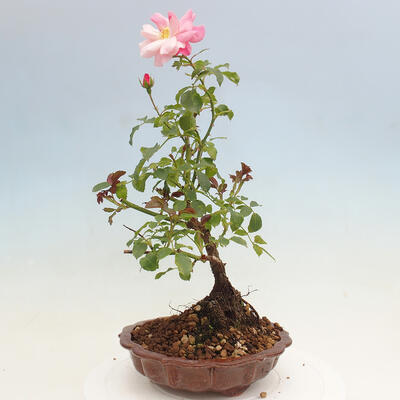 Vonkajší bonsai - Rosa sp. - malokvetá ruža - 3