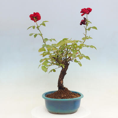 Vonkajší bonsai - Rosa sp. - malokvetá ruža - 3