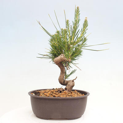 Vonkajší bonsai - Pinus thunbergii - Borovica thunbergova - 3