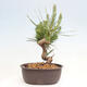 Vonkajší bonsai - Pinus thunbergii - Borovica thunbergova - 3/4