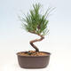 Vonkajší bonsai - Pinus thunbergii - Borovica thunbergova - 3/4