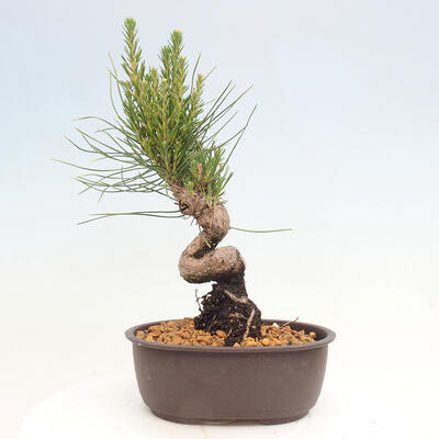 Vonkajší bonsai - Pinus thunbergii - Borovica thunbergova - 3