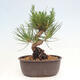 Vonkajší bonsai - Pinus thunbergii - Borovica thunbergova - 3/4