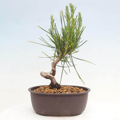 Vonkajší bonsai - Pinus thunbergii - Borovica thunbergova - 3