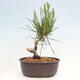 Vonkajší bonsai - Pinus thunbergii - Borovica thunbergova - 3/4