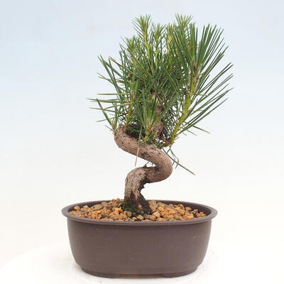 Vonkajší bonsai - Pinus thunbergii - Borovica thunbergova - 3