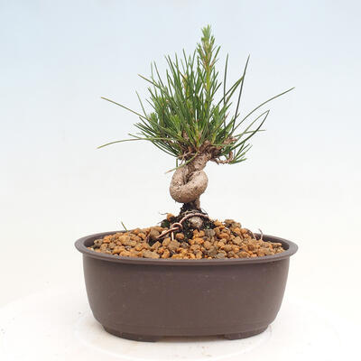 Vonkajší bonsai - Pinus thunbergii - Borovica thunbergova - 3