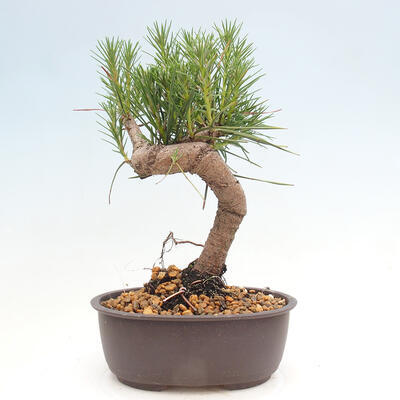 Vonkajší bonsai - Pinus thunbergii - Borovica thunbergova - 3