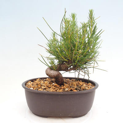 Vonkajší bonsai - Pinus thunbergii - Borovica thunbergova - 3