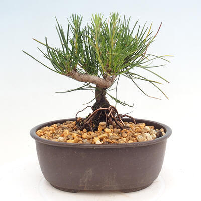 Vonkajší bonsai - Pinus thunbergii - Borovica thunbergova - 3