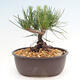 Vonkajší bonsai - Pinus thunbergii - Borovica thunbergova - 3/4