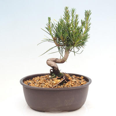 Vonkajší bonsai - Pinus thunbergii - Borovica thunbergova - 3