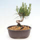 Vonkajší bonsai - Pinus thunbergii - Borovica thunbergova - 3/4