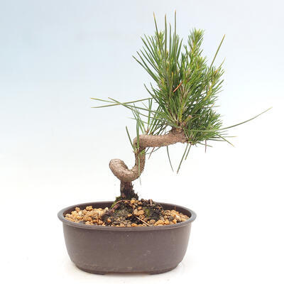 Vonkajší bonsai - Pinus thunbergii - Borovica thunbergova - 3