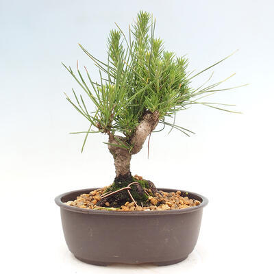 Vonkajší bonsai - Pinus thunbergii - Borovica thunbergova - 3